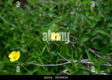 Rare sawfly plongeant tête la première dans la fleur de papillon. Mouche de scie (Athalia bicolor) sautant la tête la première dans le pollen de Ranunculus. Banque D'Images