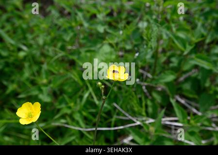 Rare sawfly plongeant tête la première dans la fleur de papillon. Mouche de scie (Athalia bicolor) sautant la tête la première dans le pollen de Ranunculus. Banque D'Images