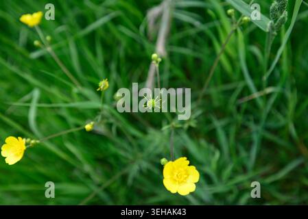 Rare sawfly plongeant tête la première dans la fleur de papillon. Mouche de scie (Athalia bicolor) sautant la tête la première dans le pollen de Ranunculus. Banque D'Images