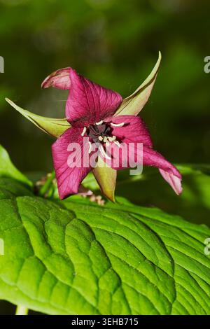 Fleur de trillium rouge Banque D'Images