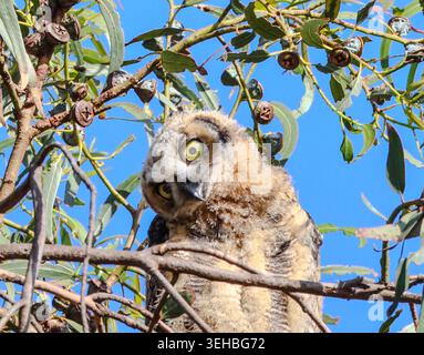 16 mai 2026, Santa Barbara, CA, États-Unis : Great Horned Owl Baby in Eucalyptus Tree at Shoreline Park à Santa Barbara, CA. ..ceci est l'un des trois owlets : les frères et sœurs ont vécu dans le grand arbre dominant une falaise au-dessus de l'océan Pacifique avec leur mère et père et resteront là jusqu'à ce qu'ils puissent voler. (Crédit image : © Amy Katz/ZUMA Press Wire) USAGE ÉDITORIAL SEULEMENT ! Non destiné à UN USAGE commercial ! Banque D'Images