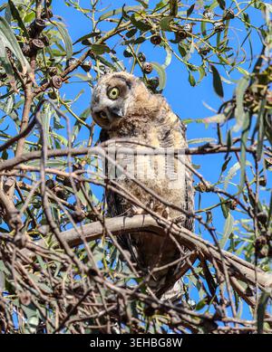 16 mai 2026, Santa Barbara, CA, États-Unis : Great Horned Owl Baby in Eucalyptus Tree at Shoreline Park à Santa Barbara, CA. ..ceci est l'un des trois owlets : les frères et sœurs ont vécu dans le grand arbre dominant une falaise au-dessus de l'océan Pacifique avec leur mère et père et resteront là jusqu'à ce qu'ils puissent voler. (Crédit image : © Amy Katz/ZUMA Press Wire) USAGE ÉDITORIAL SEULEMENT ! Non destiné à UN USAGE commercial ! Banque D'Images