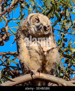 16 mai 2026, Santa Barbara, CA, États-Unis : Great Horned Owl Baby in Eucalyptus Tree at Shoreline Park à Santa Barbara, CA. ..ceci est l'un des trois owlets : les frères et sœurs ont vécu dans le grand arbre dominant une falaise au-dessus de l'océan Pacifique avec leur mère et père et resteront là jusqu'à ce qu'ils puissent voler. (Crédit image : © Amy Katz/ZUMA Press Wire) USAGE ÉDITORIAL SEULEMENT ! Non destiné à UN USAGE commercial ! Banque D'Images
