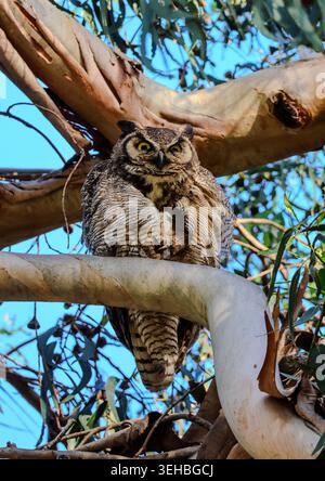 16 mai 2026, Santa Barbara, CA, USA : Great Horned Owl Mama in Eucalyptus Tree at Shoreline Park à Santa Barbara, CA. ..ceci est l'un des trois owlets : les frères et sœurs ont vécu dans le grand arbre dominant une falaise au-dessus de l'océan Pacifique avec leur mère et père et resteront là jusqu'à ce qu'ils puissent voler. (Crédit image : © Amy Katz/ZUMA Press Wire) USAGE ÉDITORIAL SEULEMENT ! Non destiné à UN USAGE commercial ! Banque D'Images