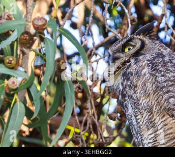 16 mai 2026, Santa Barbara, CA, USA : Great Horned Owl Mama in Eucalyptus Tree at Shoreline Park à Santa Barbara, CA. ..ceci est l'un des trois owlets : les frères et sœurs ont vécu dans le grand arbre dominant une falaise au-dessus de l'océan Pacifique avec leur mère et père et resteront là jusqu'à ce qu'ils puissent voler. (Crédit image : © Amy Katz/ZUMA Press Wire) USAGE ÉDITORIAL SEULEMENT ! Non destiné à UN USAGE commercial ! Banque D'Images