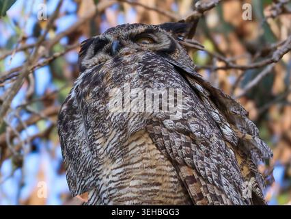 16 mai 2026, Santa Barbara, CA, USA : Great Horned Owl Mama in Eucalyptus Tree at Shoreline Park à Santa Barbara, CA. ..ceci est l'un des trois owlets : les frères et sœurs ont vécu dans le grand arbre dominant une falaise au-dessus de l'océan Pacifique avec leur mère et père et resteront là jusqu'à ce qu'ils puissent voler. (Crédit image : © Amy Katz/ZUMA Press Wire) USAGE ÉDITORIAL SEULEMENT ! Non destiné à UN USAGE commercial ! Banque D'Images