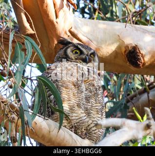 16 mai 2026, Santa Barbara, CA, USA : Great Horned Owl Mama in Eucalyptus Tree at Shoreline Park à Santa Barbara, CA. ..ceci est l'un des trois owlets : les frères et sœurs ont vécu dans le grand arbre dominant une falaise au-dessus de l'océan Pacifique avec leur mère et père et resteront là jusqu'à ce qu'ils puissent voler. (Crédit image : © Amy Katz/ZUMA Press Wire) USAGE ÉDITORIAL SEULEMENT ! Non destiné à UN USAGE commercial ! Banque D'Images
