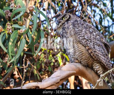 16 mai 2026, Santa Barbara, CA, USA : Great Horned Owl Mama in Eucalyptus Tree at Shoreline Park à Santa Barbara, CA. ..ceci est l'un des trois owlets : les frères et sœurs ont vécu dans le grand arbre dominant une falaise au-dessus de l'océan Pacifique avec leur mère et père et resteront là jusqu'à ce qu'ils puissent voler. (Crédit image : © Amy Katz/ZUMA Press Wire) USAGE ÉDITORIAL SEULEMENT ! Non destiné à UN USAGE commercial ! Banque D'Images