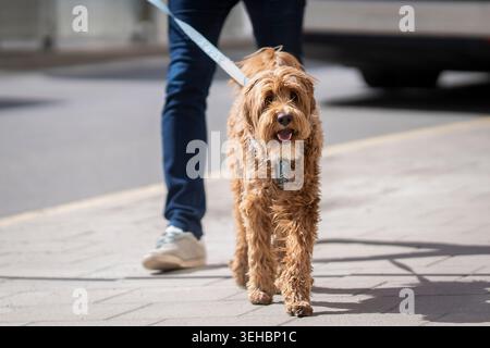 Avec une foulée joyeuse et des boucles émoussées qui attrapent la lumière, le Cobberdog a tourné une promenade ordinaire en ville. Australian Cobberdog marchant sur un trottoir de la ville. Banque D'Images