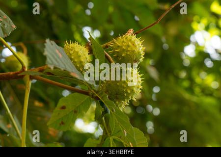 Châtaignes de cheval Spiky vert poussant sur l'arbre dans la lumière chaude du soleil Banque D'Images