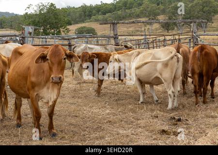 Bétail debout dans un parc à bétail sur une propriété rurale du Queensland, Australie, dans des conditions saisonnières sèches. Banque D'Images