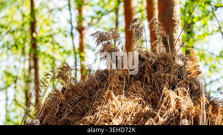 L'herbe séchée haute se trouve au sommet d'un monticule dans une forêt par temps ensoleillé avec des arbres verts en arrière-plan Banque D'Images