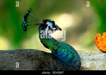 Le perruque mâle est appelé paon, et le perruque femelle est appelé peahens. Les deux espèces asiatiques sont d'origine bleue ou indienne de la perle Banque D'Images