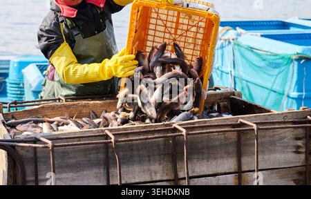 Maquereau Atka d'automne frais dans un port coréen. Les gros plans mettent en valeur des motifs de peau dorée, capturant l'industrie et la pêche locales authentiques des fruits de mer. Banque D'Images