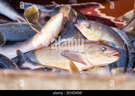 Maquereau Atka d'automne frais dans un port coréen. Les gros plans mettent en valeur des motifs de peau dorée, capturant l'industrie et la pêche locales authentiques des fruits de mer. Banque D'Images