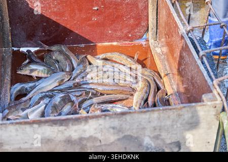 Maquereau Atka d'automne frais dans un port coréen. Les gros plans mettent en valeur des motifs de peau dorée, capturant l'industrie et la pêche locales authentiques des fruits de mer. Banque D'Images