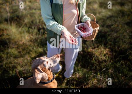 Femme randonneur sur la promenade quotidienne avec le chien Vizsla cueillant des canneberges ensemble dans la tourbière forestière d'automne. Banque D'Images