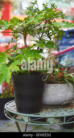 Plantes de maison verte dans différents pots sur une table ornementale à l'extérieur Banque D'Images