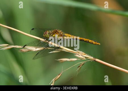Plan macro d'une femelle jaune libellule dard commun (Sympetrum striolatum) perchée sur un brin d'herbe sec sur un fond vert flou Banque D'Images