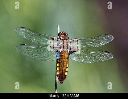 Libellule Chaser large-corsé - femelle. Hampshire, Angleterre. Banque D'Images