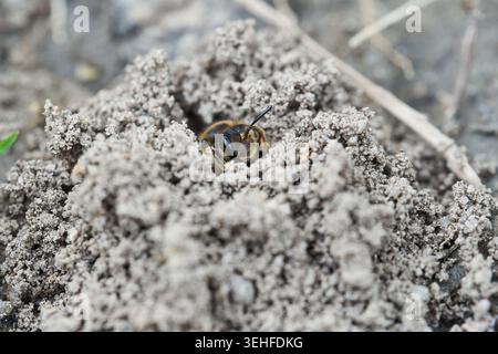 Abeille minière solitaire émergeant de son terrier sablonneux dans un sol sec, nature rapprochée et détails pollinisateurs. Banque D'Images