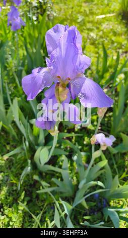 Iris barbus violets fleurissant dans un jardin ensoleillé Banque D'Images