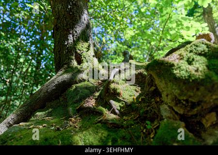 Plancher forestier avec de fortes racines d'arbres, de la mousse verte et un feuillage luxuriant, avec le soleil filtrant à travers la canopée Banque D'Images