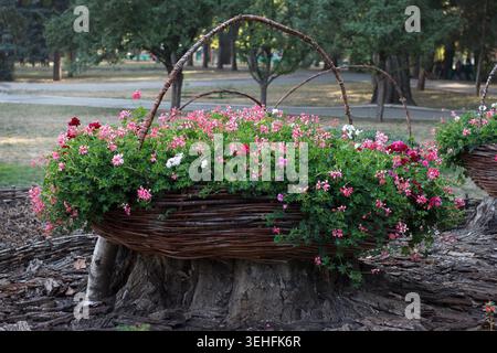 Un panier tissé rempli de fleurs colorées se trouve sur une souche d'arbre dans un parc. La scène est sereine et met en valeur la beauté de la nature Banque D'Images