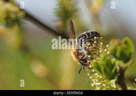 Photographie macro d'une abeille sauvage de la famille des Andrenidae (abeilles minières) collectant du pollen sur un saule en fleurs catkin au printemps. Banque D'Images