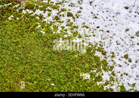 Vue rapprochée de mousse verte vibrante partiellement recouverte de neige blanche en train de fondre. L'image capture une transition diagonale d'une mousse dense et luxuriante sur le Banque D'Images