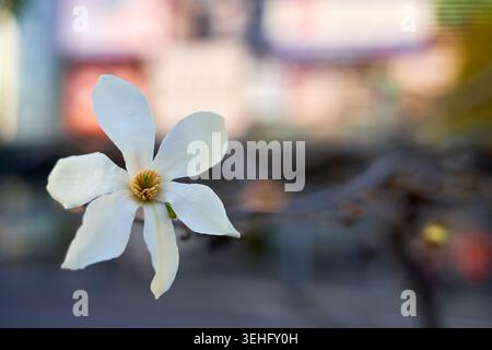 Photographie en gros plan d'une seule fleur de magnolia blanche en mise au point nette sur un fond urbain très flou. La fleur présente six impénétrables Banque D'Images