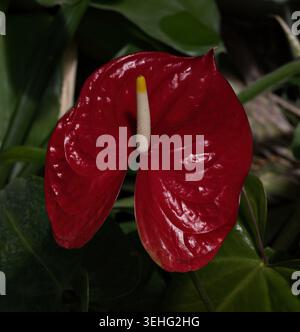 Fleur de flamant rouge vif, Anthurium andraeanum Linden ex André, en KIT jardin botanique Karlsruhe Banque D'Images