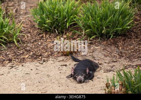 Diable de Tasmanie couché sur le sable dans le jardin zoologique. Le plus grand marsupial carnivore se reposant dans le zoo. Banque D'Images