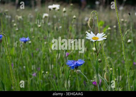 Bleuet et marguerites à oeil de bœuf dans une prairie de fleurs sauvages, Royaume-Uni, mai, fleurs sauvages d'été. Banque D'Images