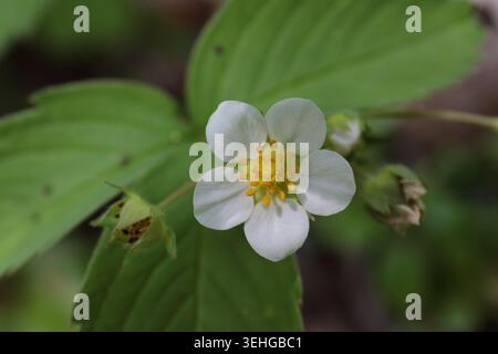 Fleur de fraise sauvage Macro délicate Woodland Blossom gros plan Banque D'Images