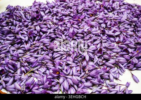 Les crocus safran violets sont dispersés sur une surface blanche. Chaque pétale délicat présente des teintes douces et superposées de lavande et de violette. Le centre de quelques bloo Banque D'Images
