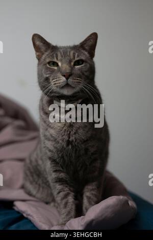 Portrait en gros plan de chat domestique gris tabby à l'intérieur avec une lumière naturelle douce et une faible profondeur de champ Banque D'Images