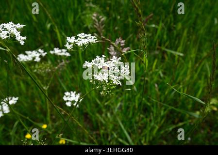 Rare sawfly plongeant tête la première dans le persil de vache. Mouche de scie (Athalia bicolor) sautant la tête la première chez le persil de vache (Anthriscus sylvestris). Banque D'Images