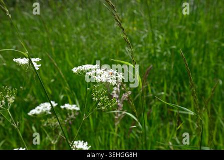 Rare sawfly plongeant tête la première dans le persil de vache. Mouche de scie (Athalia bicolor) sautant la tête la première chez le persil de vache (Anthriscus sylvestris). Banque D'Images