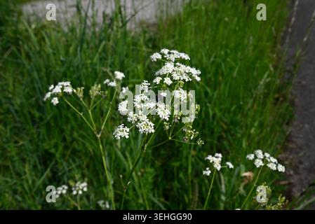 Rare sawfly plongeant tête la première dans le persil de vache. Mouche de scie (Athalia bicolor) sautant la tête la première chez le persil de vache (Anthriscus sylvestris). Banque D'Images