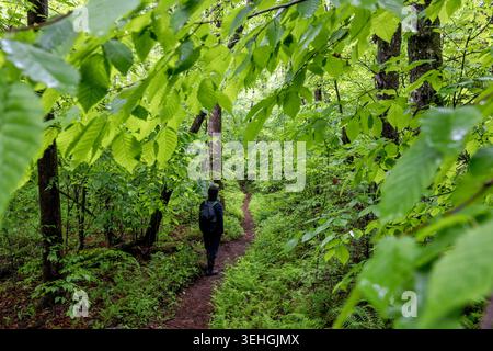 Randonneur sur Coontree Loop Trail dans la forêt nationale de Pisgah, près de Brevard, Caroline du Nord, États-Unis Banque D'Images