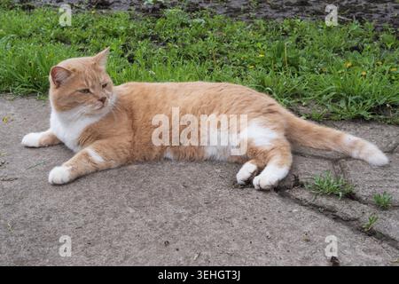 Chat domestique de gingembre se relaxant sur le chemin de jardin en béton dans la cour arrière de campagne Banque D'Images