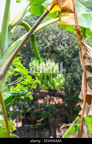 Bouquet de jeunes bananes vertes poussant sur une branche de bananier tropical entourée de grandes feuilles dans le jardin du Vietnam Banque D'Images