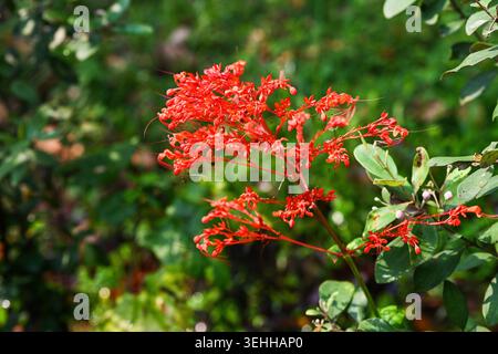 Fleurs rouge vif de clerodendrum paniculatum fleurissant sur une tige entourée de feuilles vertes dans le jardin tropical du Vietnam Banque D'Images