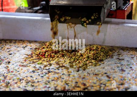 Procédé industriel de lavage et de mise en pâte de grains de café montrant des grains crus humides recueillis dans un récipient pour le contrôle de la qualité agricole. Banque D'Images
