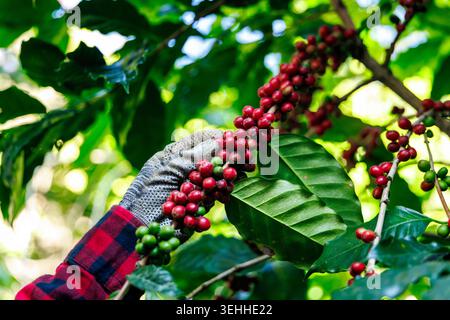 Gros plan d'une main gantée cueillant des baies de café matures pendant la saison des récoltes pour la production de boissons spécialisées et les chaînes d'approvisionnement agricoles. Banque D'Images
