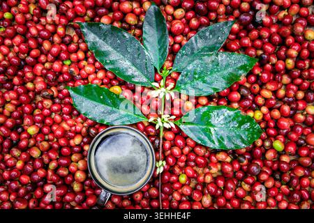 Une branche fraîche avec des feuilles vertes et des fleurs blanches sur un tas de cerises de café rouge à côté d'une tasse de café noir. Banque D'Images