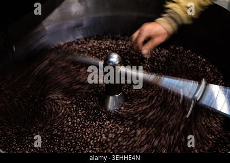 Un artisan inspecte les grains de café torréfiés foncés en rotation dans une machine de refroidissement industrielle professionnelle pour la production de boissons spéciales. Banque D'Images