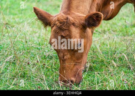 Gros plan d'une vache brune pâturant dans un pâturage vert en Angleterre rurale, Royaume-Uni, serein et Banque D'Images