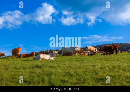 Pâturage de vaches mères avec des veaux dans un pré près de Titisee dans la Forêt Noire, Bade-Wuerttemberg, Allemagne. Banque D'Images